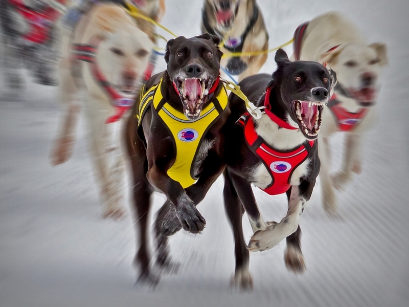 11 - DOG RACE - OETZBRUGGER TOBIAS - austria.jpg